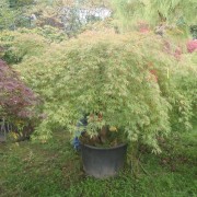 Acer iaponicum dissectom green lace