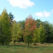Liquidambar Styraciflua