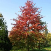 Quercus Palustris