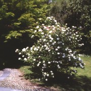 Viburnum carlcephalum