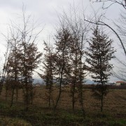 Carpinus Betulus