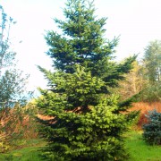 ABIES NORDMANDIANA