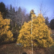 CHAMAECYPARIS FILIFERA AUREA