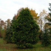 LIBOCEDRUS DECURRENS AUREO VARIEGATO