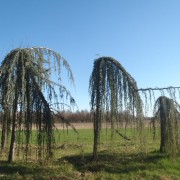 CEDRUS ATLANTICA GLAUCA PEDULA