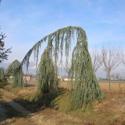 CEDRUS ATLANTICA GLAUCA PEDULA