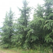 CEDRUS DEODARA