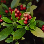 SKIMMIA JAPONICA