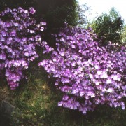 AZALEA JAPONICA MARTHA HYTCKOC